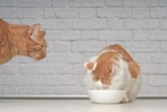 人にはあるのに『猫には存在しない感情』3つ　なぜ似たような仕草をするの？誤解しないための向き合い方まで