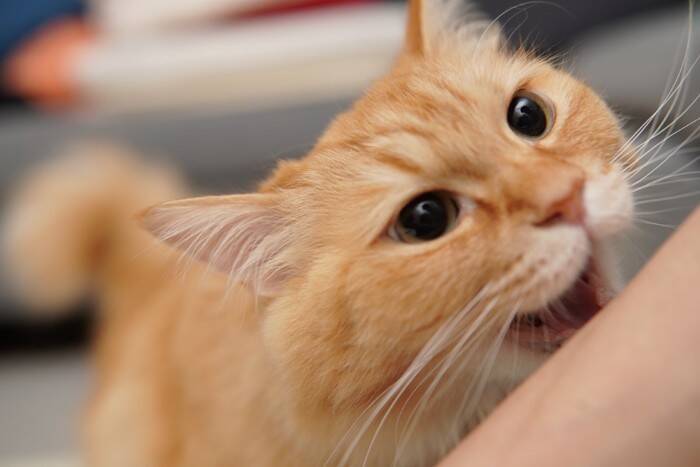猫が突然キレる『激怒症候群』とは？2つの原因から適切な対処法まで解説