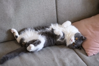 猫が家族を『順位付け』しているように見える行動4選　人によって態度が違う理由も解説