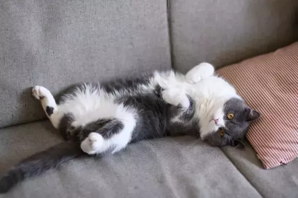 猫が家族を『順位付け』しているように見える行動4選　人によって態度が違う理由も解説