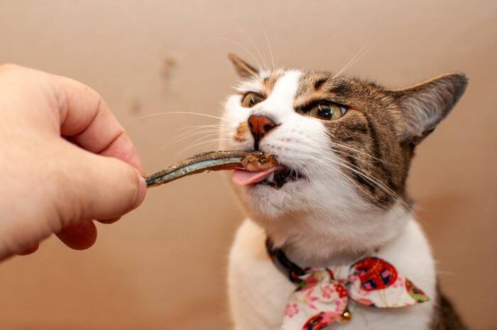 猫が家族を『順位付け』しているように見える行動4選　人によって態度が違う理由も解説