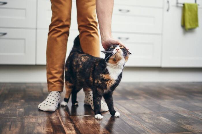 猫が家族を『順位付け』しているように見える行動4選　人によって態度が違う理由も解説