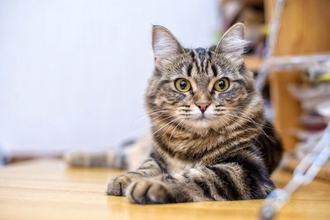 『ひとり暮らし』で猫を飼っても大丈夫？注意すべき4つのポイントや迎える前に考えるべきこと