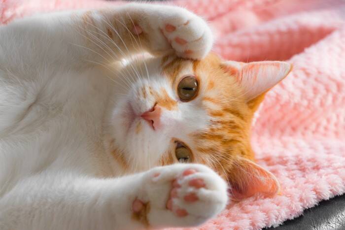 『ひとり暮らし』で猫を飼っても大丈夫？注意すべき4つのポイントや迎える前に考えるべきこと