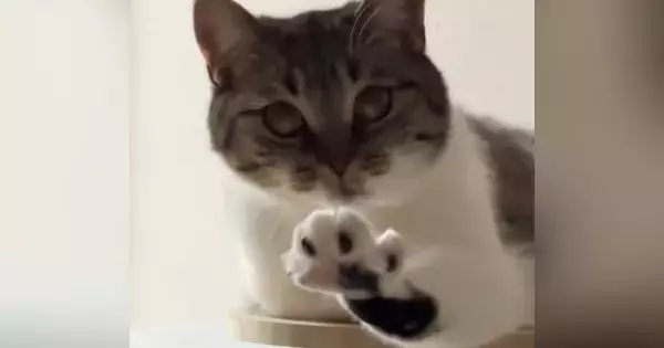 『変な寝方をしている猫』を撮っていたら…想定外の『可愛すぎる展開』が31万再生「4週連続で笑ってしまった」「心臓ヒュンってなるやつ」