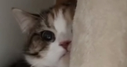 飼い主の不在中、『妹の彼氏』と対面することになった猫…可愛すぎる『まさかの行動』が95万再生「木になってるｗ」「消えていったｗ」