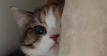 飼い主の不在中、『妹の彼氏』と対面することになった猫…可愛すぎる『まさかの行動』が95万再生「木になってるｗ」「消えていったｗ」