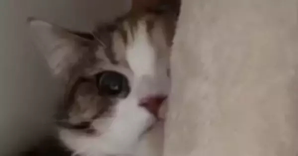 飼い主の不在中、『妹の彼氏』と対面することになった猫…可愛すぎる『まさかの行動』が95万再生「木になってるｗ」「消えていったｗ」