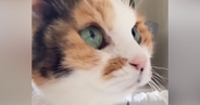 子猫のような見た目の猫→『実際の年齢』を知ると…信じられない光景が80万再生「ええええ見えない」「めっちゃ若く見える」と驚愕の声続出