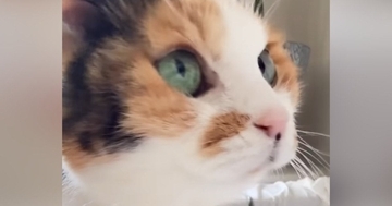 子猫のような見た目の猫→『実際の年齢』を知ると…信じられない光景が80万再生「ええええ見えない」「めっちゃ若く見える」と驚愕の声続出