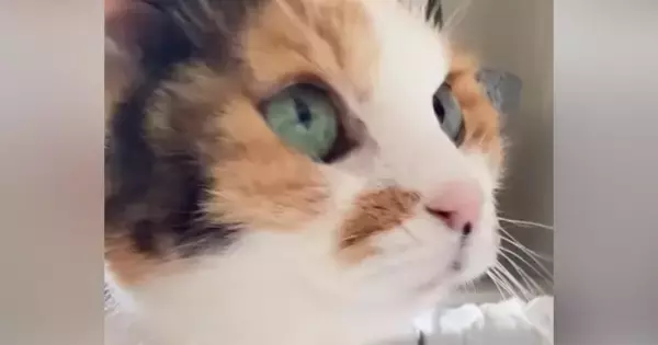 子猫のような見た目の猫→『実際の年齢』を知ると…信じられない光景が80万再生「ええええ見えない」「めっちゃ若く見える」と驚愕の声続出
