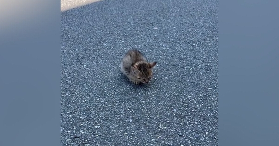 道路の真ん中でフリーズしていた子猫…『放っておいたら後悔する』と愛のあふれる『決断』に４万いいね「優しさに涙が出た」「ありがとう」