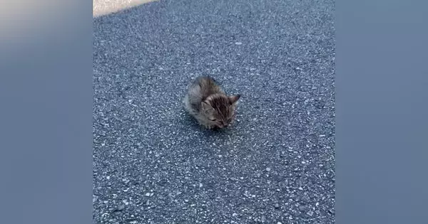 道路の真ん中でフリーズしていた子猫…『放っておいたら後悔する』と愛のあふれる『決断』に４万いいね「優しさに涙が出た」「ありがとう」