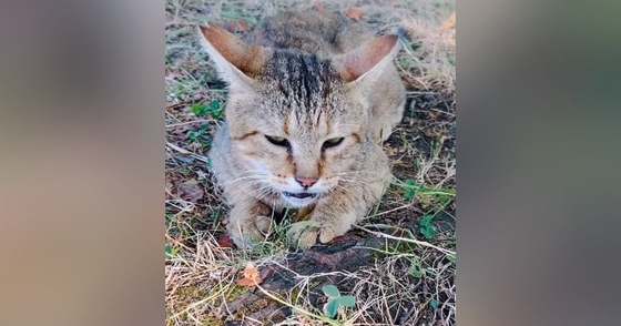 2年前の夏、瀕死の状態だったボロボロの地域猫が保護された結果…『現在』の様子に「感動で涙が止まらない」「本当にありがとう」と30万再生