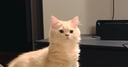 飼い主の声に反応した猫→次の瞬間…まるでAI生成のような『まさかの動き』が899万再生「本当にネコ？」「とても滑らかｗ」