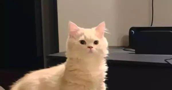 飼い主の声に反応した猫→次の瞬間…まるでAI生成のような『まさかの動き』が899万再生「本当にネコ？」「とても滑らかｗ」