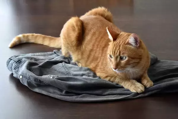 愛猫が『飼い主の服に潜り込む』理由3つ　信頼されている証？考えられる心理まで