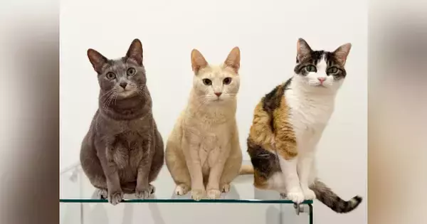 『2025年→2015年』猫たちの現在と10年前の様子を比べた結果…尊すぎる『変化』が44万再生「ゆらゆらｗ」「立派になったね」