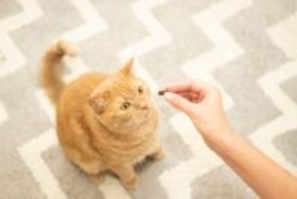 猫に『おやつ』を与えるのに適切なタイミング4つ　量や頻度の目安から注意すべきことまで