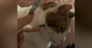 ネコに次々と『イタズラ』をしかけた結果…可愛すぎるリアクションが131万再生「めっちゃ見てて笑った」「満足感がすごい」と大反響