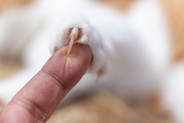 猫の『爪切り』をサボってはいけない理由5つ　放置による危険性から適切なケアのコツまで