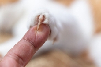 猫の『爪切り』をサボってはいけない理由5つ　放置による危険性から適切なケアのコツまで