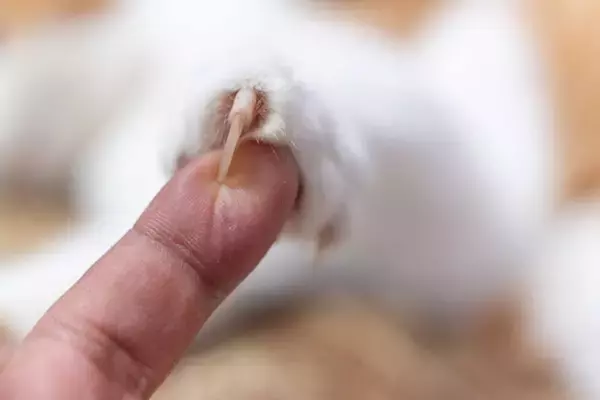 猫の『爪切り』をサボってはいけない理由5つ　放置による危険性から適切なケアのコツまで