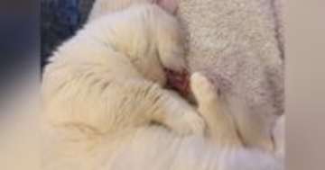 スヤスヤと眠っていた猫→『口元』を見てみたら…まさかの光景に驚きが隠せないと384万再生「何かと思ったらｗ」「ヒヤヒヤしたｗ」