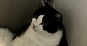 おもちゃを追いかけて『走り回っていた猫』→疲れたのか、『部屋の隅』で…まさかの光景に３万いいね「ふぅって聞こえてきそうなｗ」「おっさんだ」