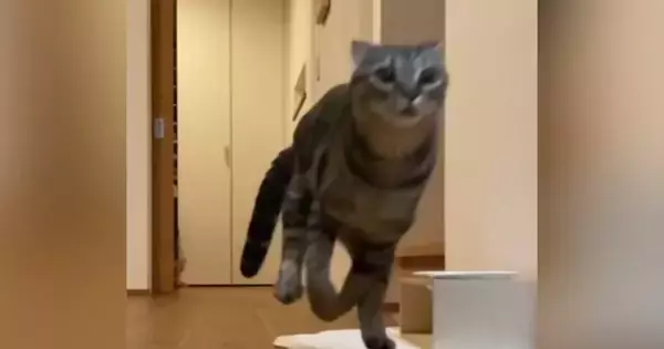 深夜に突如開催される『猫の大運動会』→終わった後の様子を見ると…かわいすぎる瞬間が32万再生「素晴らしい躍動感ｗ」「疲れてますやんｗ」