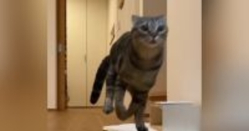 深夜に突如開催される『猫の大運動会』→終わった後の様子を見ると…かわいすぎる瞬間が32万再生「素晴らしい躍動感ｗ」「疲れてますやんｗ」