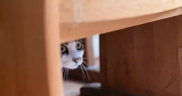 猫に嫌われたときに使える『信頼回復』のコツ5選　関係が悪化する原因や正しい接し方まで