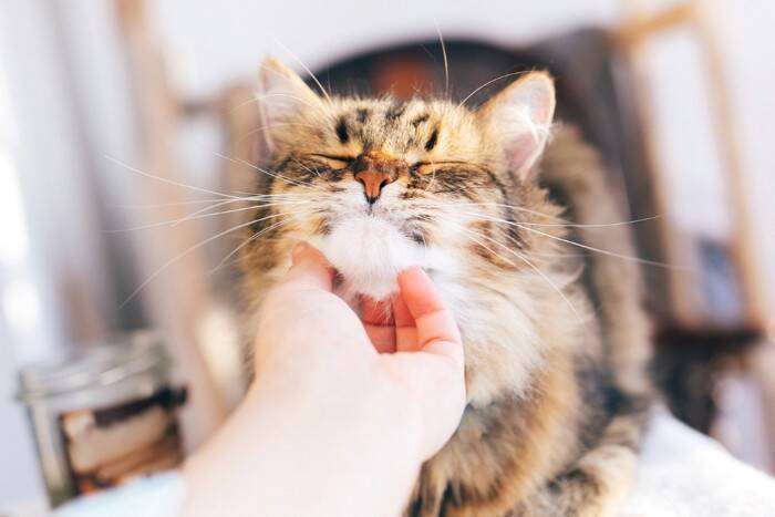 猫に嫌われたときに使える『信頼回復』のコツ5選　関係が悪化する原因や正しい接し方まで