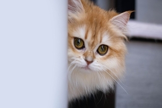 猫を『臆病な性格』にさせる要因4つ　起こりうるトラブルから心がけたい関わり方まで