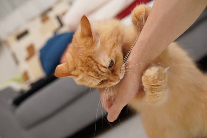 猫を『臆病な性格』にさせる要因4つ　起こりうるトラブルから心がけたい関わり方まで