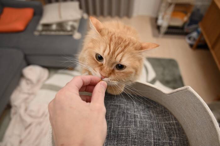 猫を『臆病な性格』にさせる要因4つ　起こりうるトラブルから心がけたい関わり方まで