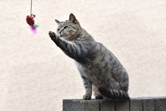 猫に使わせるのは『危険すぎるオモチャ』の特徴3つ　起こりうるトラブルや安全に遊ぶための注意点