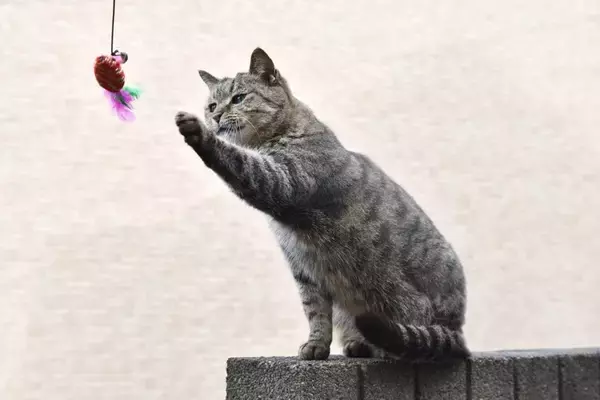猫に使わせるのは『危険すぎるオモチャ』の特徴3つ　起こりうるトラブルや安全に遊ぶための注意点