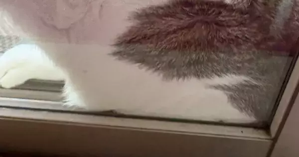 ふと窓を見たら、愛猫が『とんでもない状況』に……可愛すぎる『SOSの光景』に３万いいね「凄いところにいるｗ」「ぺちゃんこｗ」と反響
