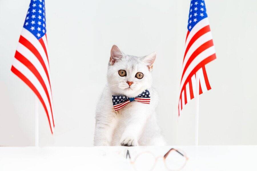 国民にラジオで捜索を呼びかけ　行方不明になった大統領の「放浪猫」　米国