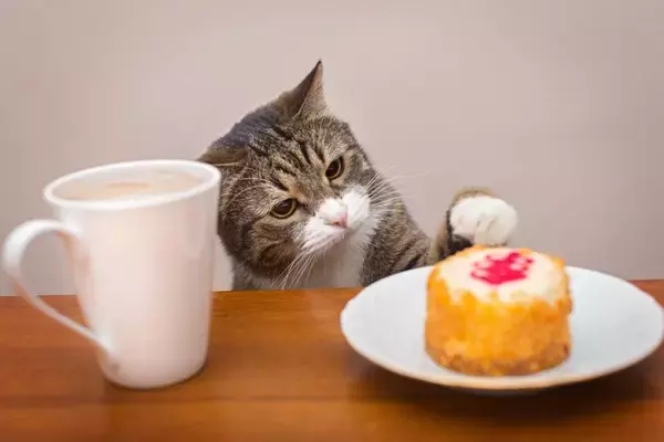 猫は『来客』をどう思っているの？考えられる3つの心理　人見知りする理由や安心させるための工夫
