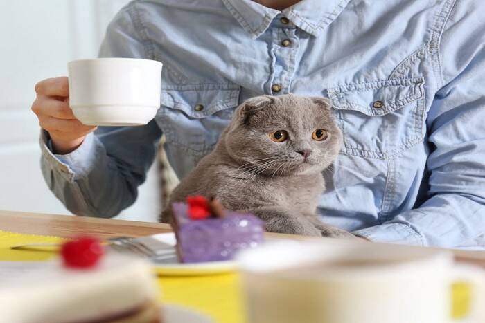 猫は『来客』をどう思っているの？考えられる3つの心理　人見知りする理由や安心させるための工夫