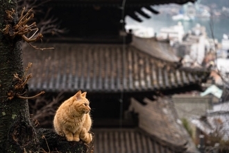 猫好きが訪れたい『神社・お寺』7選　猫にちなんだ見どころや魅力をご紹介