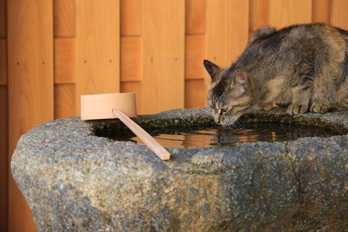 猫好きが訪れたい『神社・お寺』7選　猫にちなんだ見どころや魅力をご紹介
