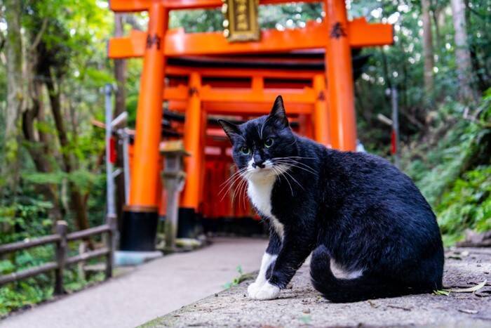 猫好きが訪れたい『神社・お寺』7選　猫にちなんだ見どころや魅力をご紹介