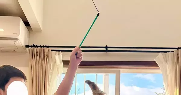 家に来て3日目の子猫→おもちゃで遊んでいるところを撮ったら…幸せあふれる光景に「めっちゃいい瞬間！」「躍動感ありすぎ」と43万表示