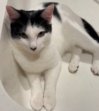 キャットタワーの上にいる猫を見てみたら…『今にも世界を救いそうな光景』に爆笑の声「可愛すぎて吹いた」「かなり飛びそうｗ」と53万再生