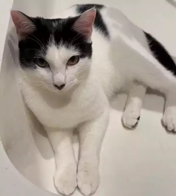 キャットタワーの上にいる猫を見てみたら…『今にも世界を救いそうな光景』に爆笑の声「可愛すぎて吹いた」「かなり飛びそうｗ」と53万再生