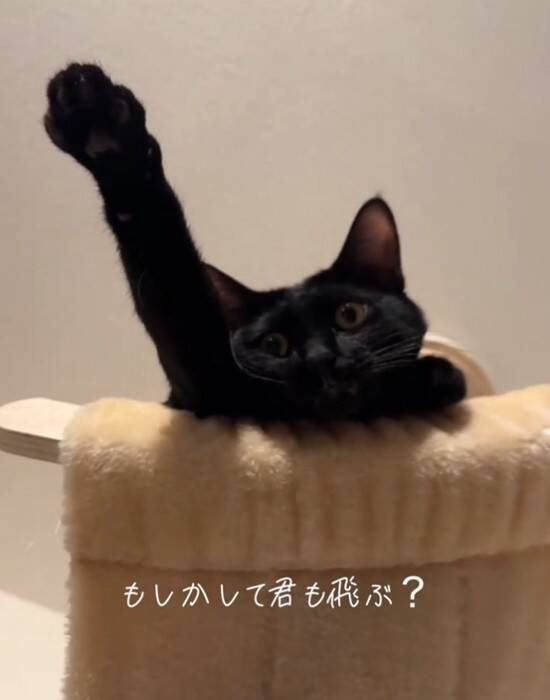 キャットタワーの上にいる猫を見てみたら…『今にも世界を救いそうな光景』に爆笑の声「可愛すぎて吹いた」「かなり飛びそうｗ」と53万再生
