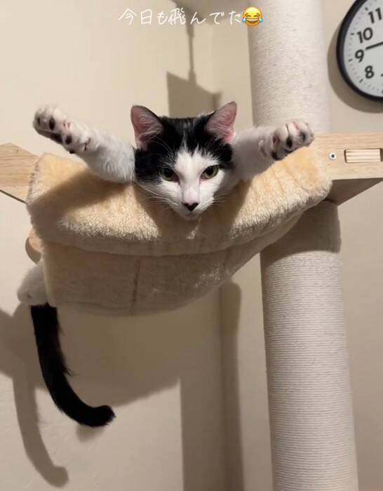 キャットタワーの上にいる猫を見てみたら…『今にも世界を救いそうな光景』に爆笑の声「可愛すぎて吹いた」「かなり飛びそうｗ」と53万再生